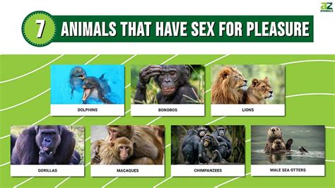 do animals perform oral sex|Animals Besides Humans that Mate for Pleasure .